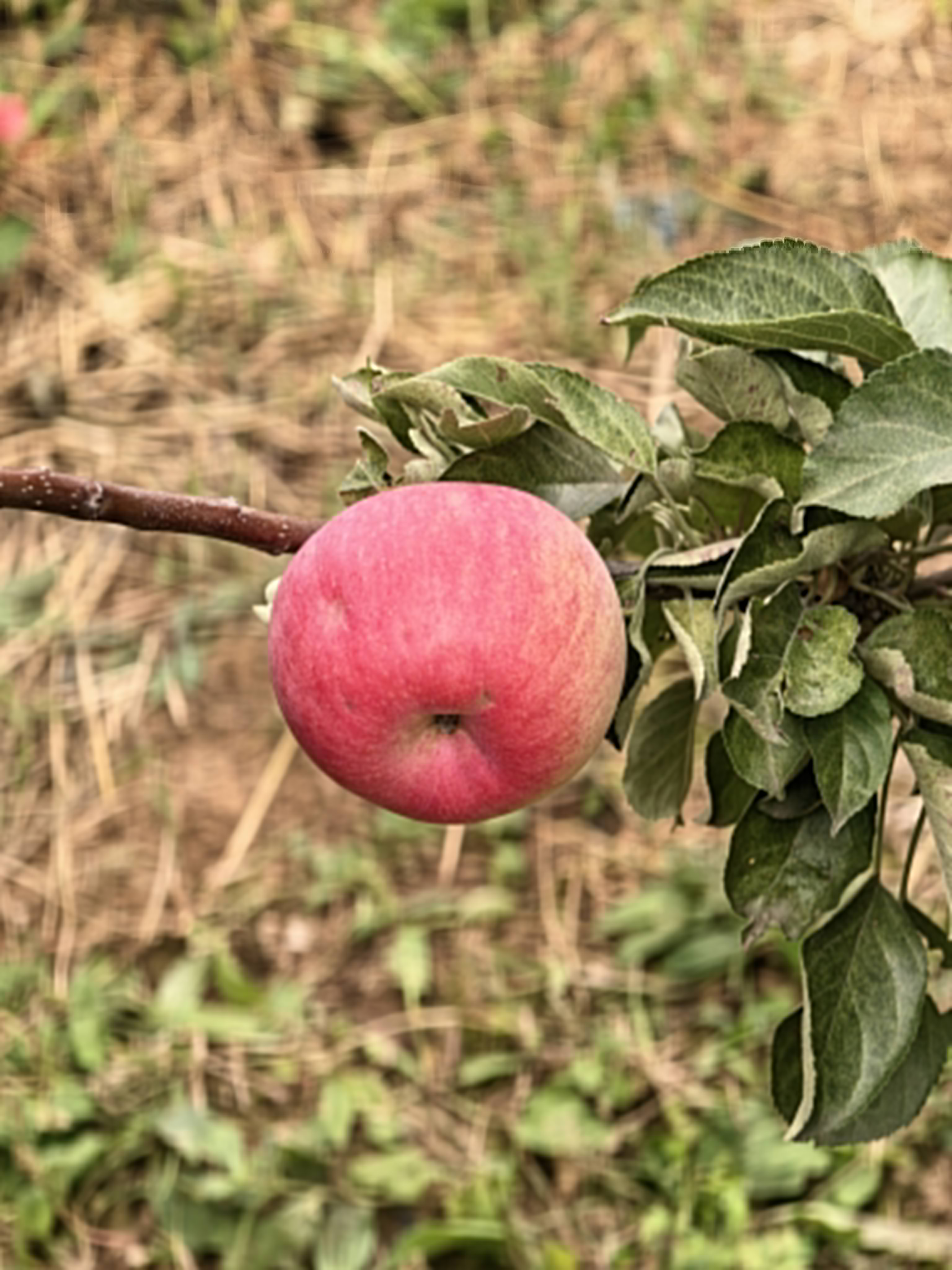 Huawei Mate 90 Pro Max сразился с iPhone 18 Pro Max и Samsung Galaxy S26 в тесте камер с 5-кратным…